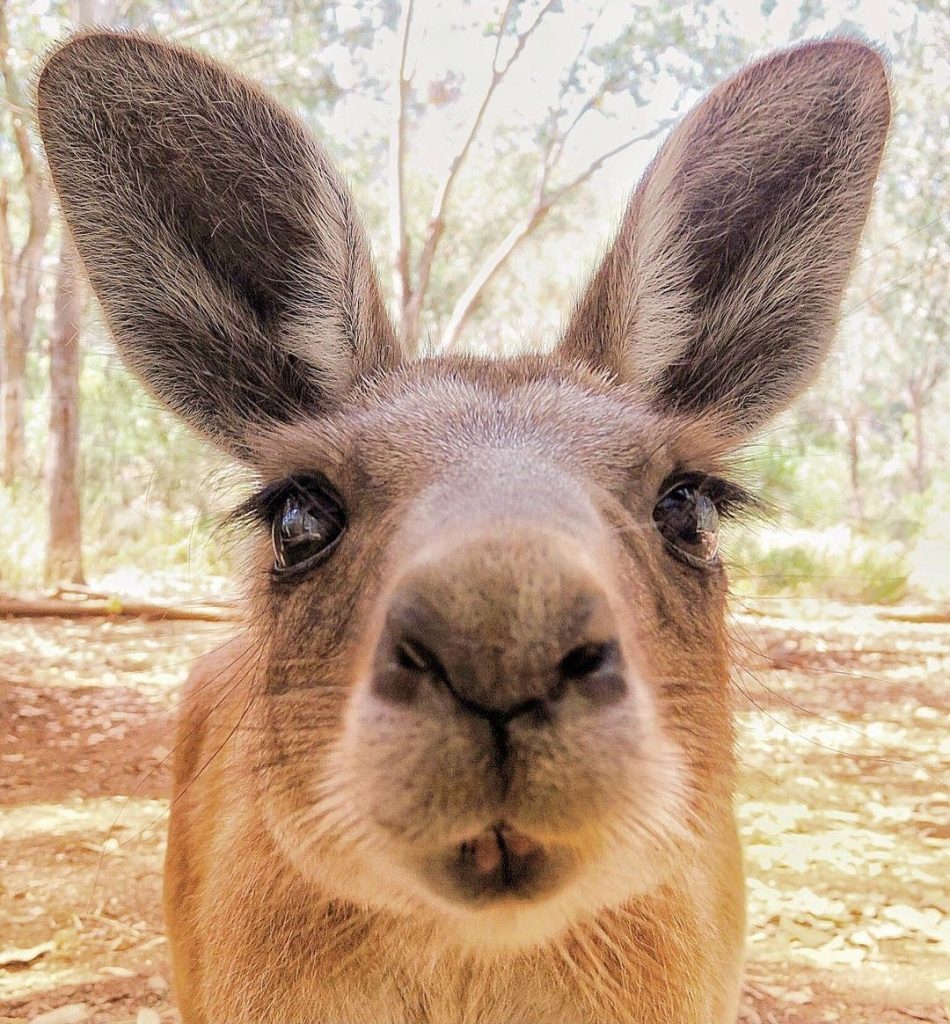 curious kangaroo sniffing the camera at the Tamworth Marsupial Park