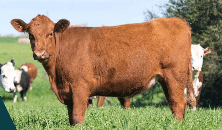 Casino Agtech Fundamentals 1100×321