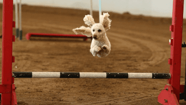 2024 Agility Dog Association of Australia National Grand Prix