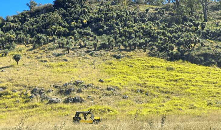 The 2024 Tamworth Moke Round Up