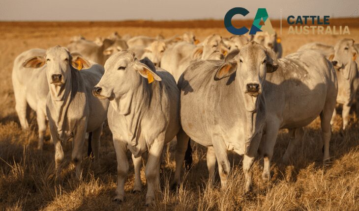 Cattle Connect 2024