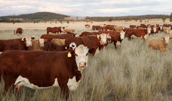Seasonal Sparks – Barraba