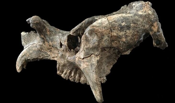 Unearthed Exhibition – Walk Through