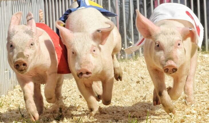 Pig Races at The Pub