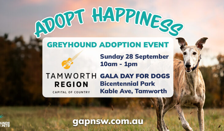 Greyhound Adoption at Dogs Gala Day out