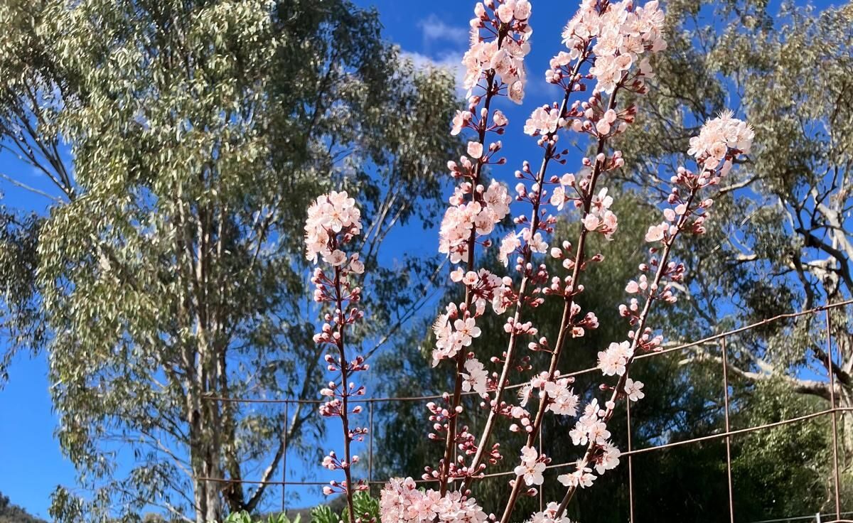 Tamworth Community Garden – Spring Planting Working Bee