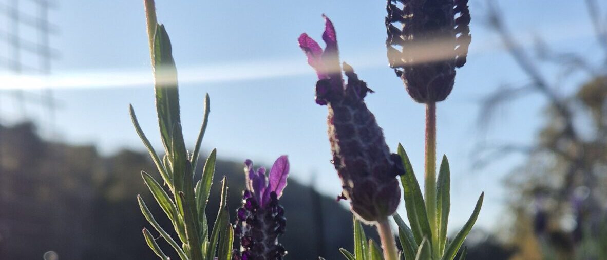 Wild Foraging and Herbal Remedies Workshop