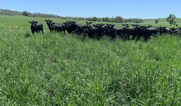 Pasture field day 2025