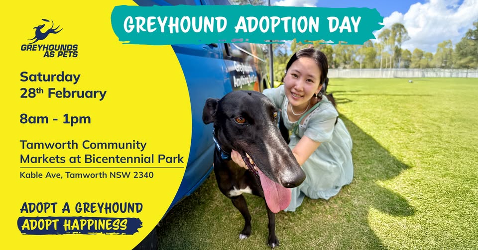 Adopt a Greyhound