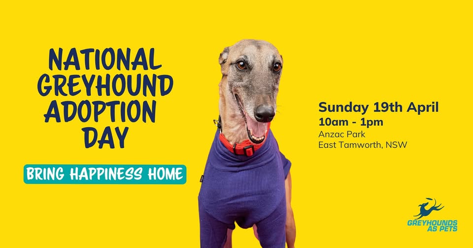 National Greyhound Adoption Day